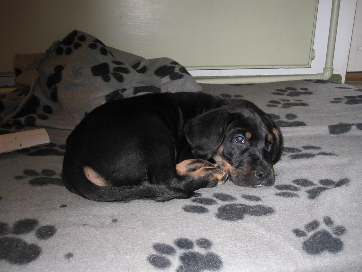 Blanding af racer Viggo billede 1