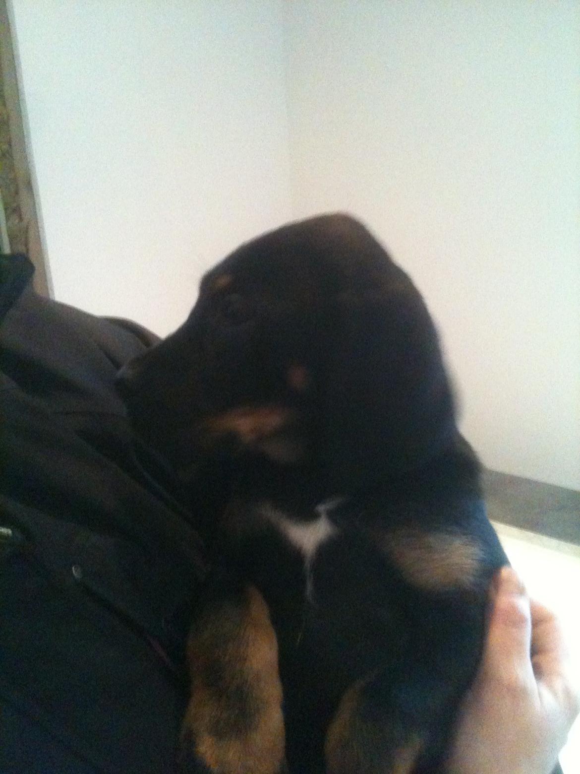 Blanding af racer Viggo billede 2