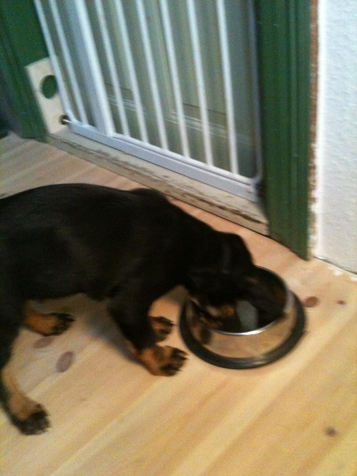 Blanding af racer Viggo billede 3