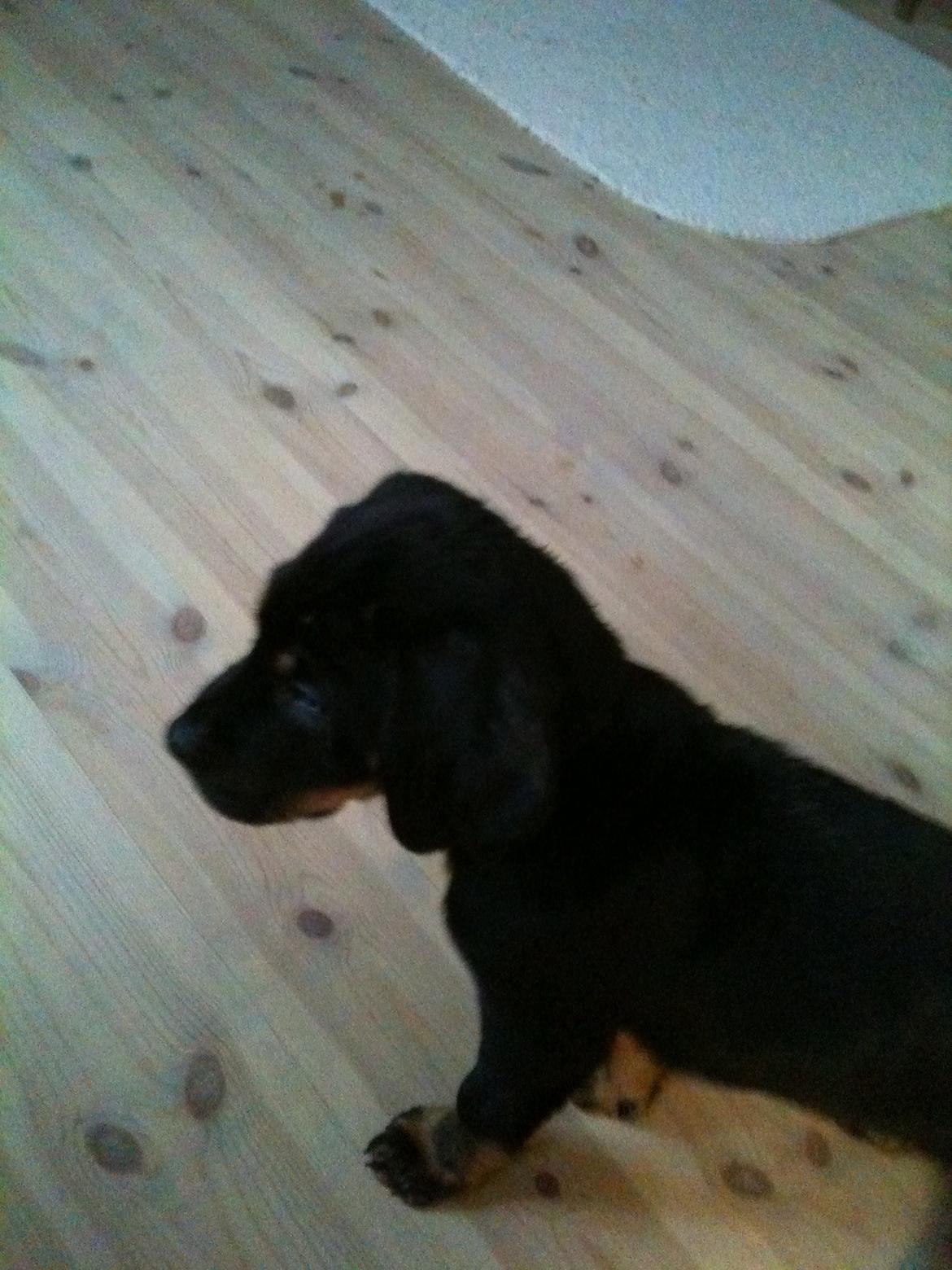 Blanding af racer Viggo billede 4