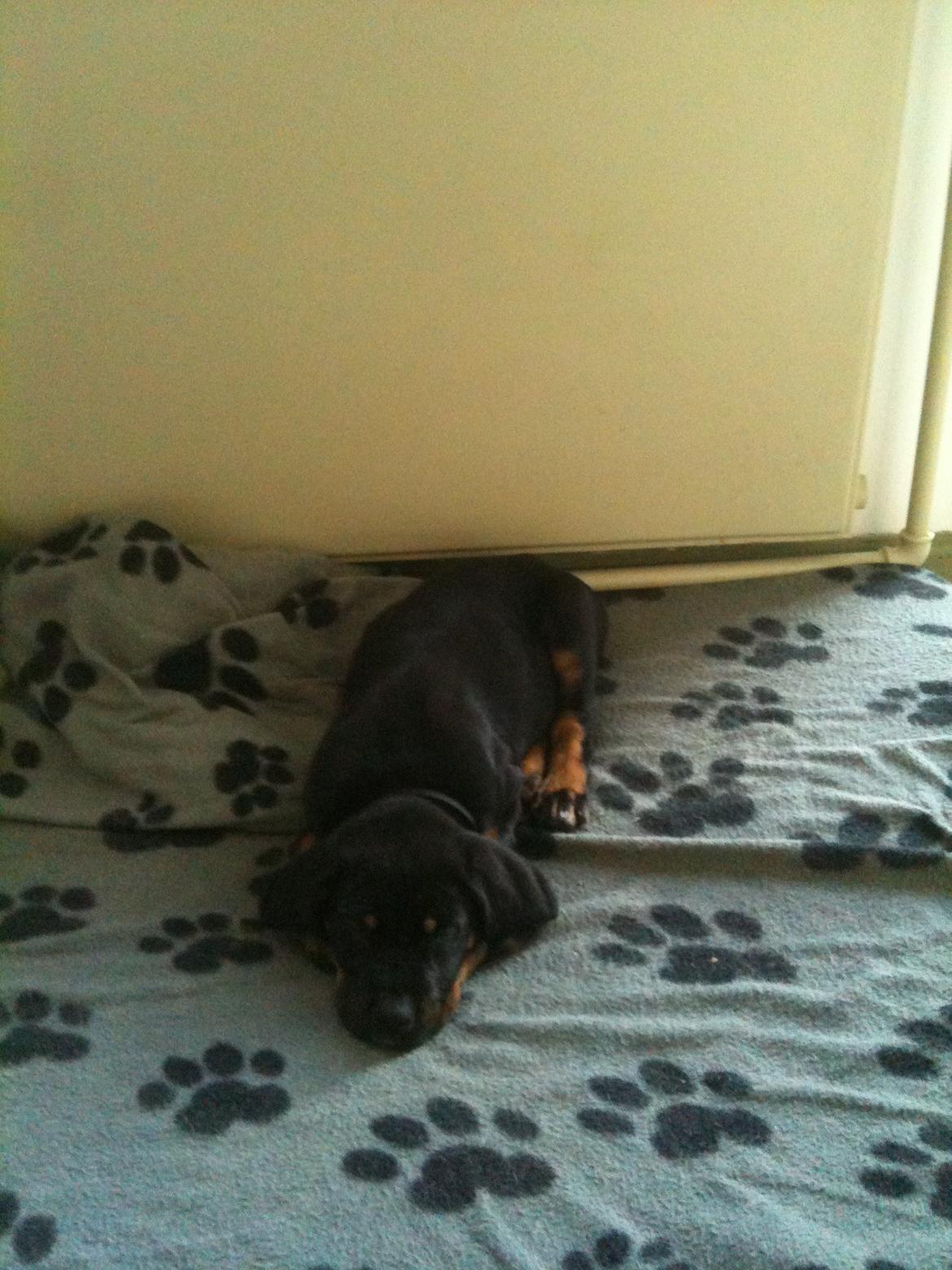 Blanding af racer Viggo billede 5