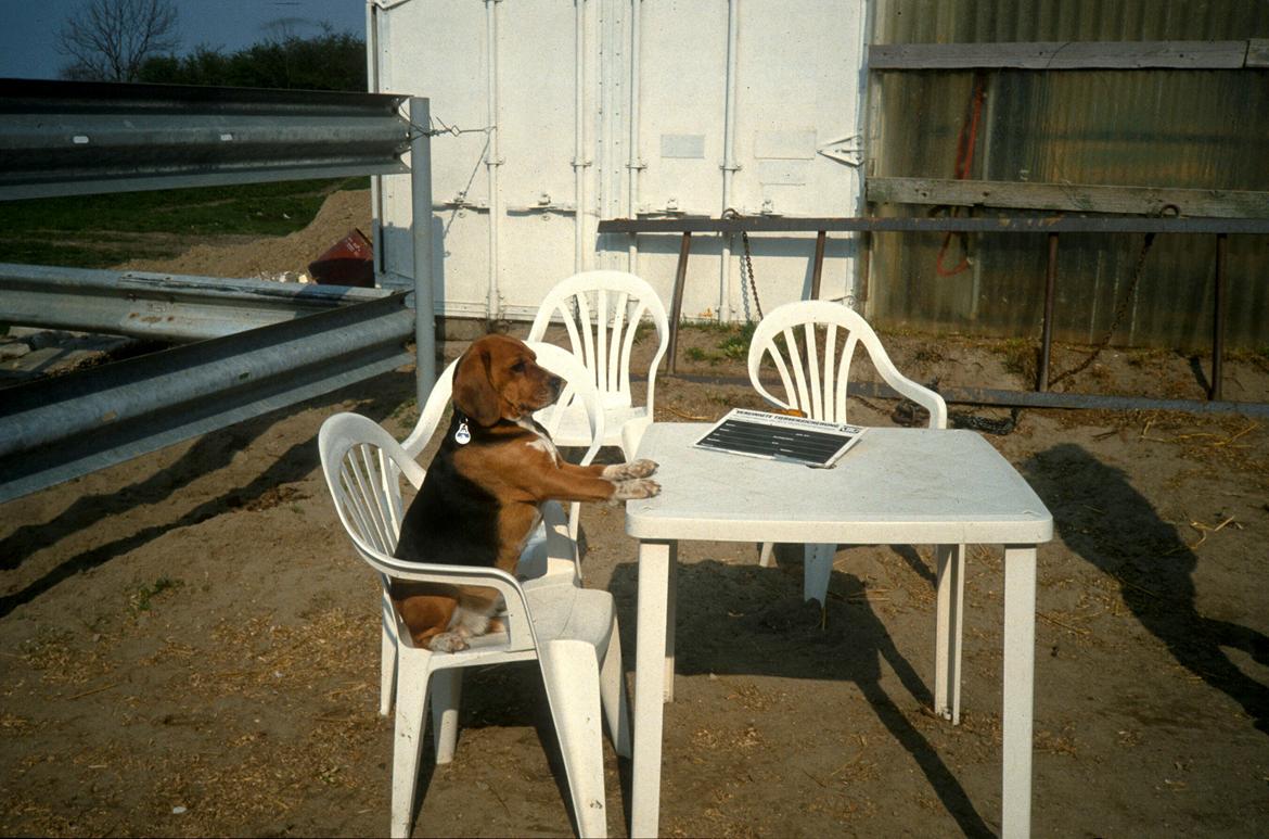 Beagle Famous Joker Never Say Never billede 3