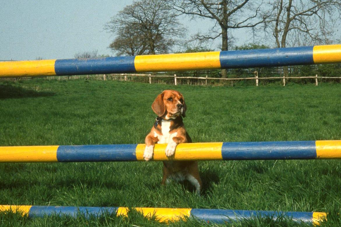 Beagle Famous Joker Never Say Never billede 4