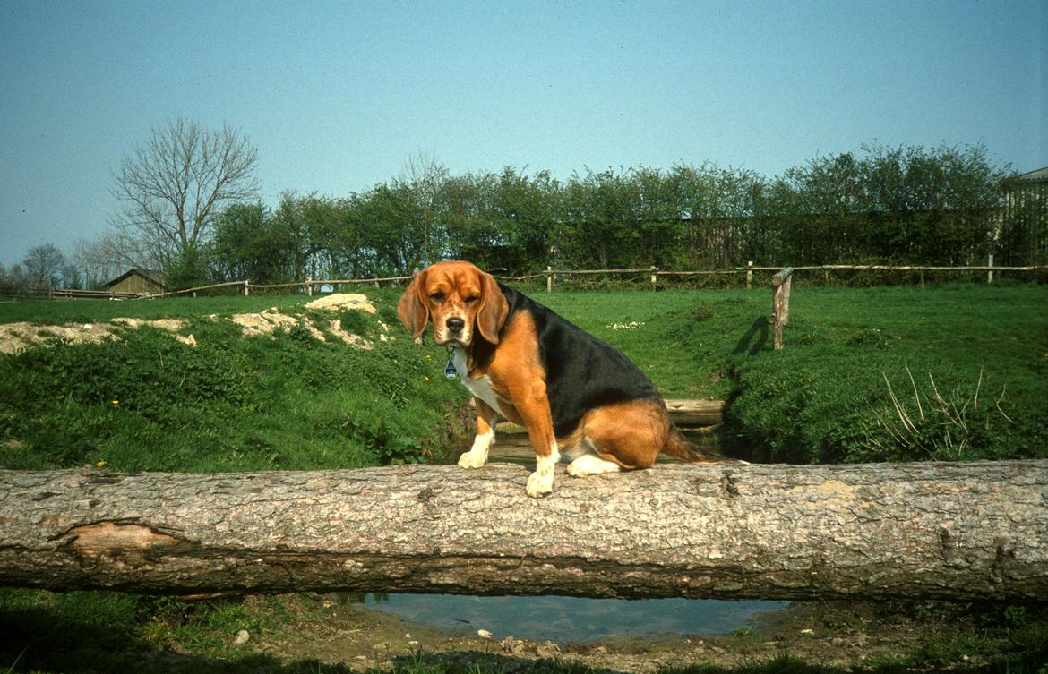 Beagle Famous Joker Never Say Never billede 5