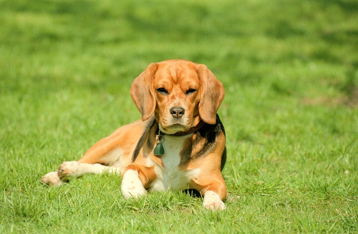 Beagle Famous Joker Never Say Never billede 1