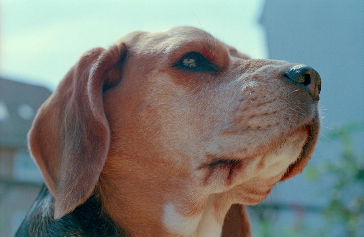 Beagle Famous Joker Never Say Never billede 2