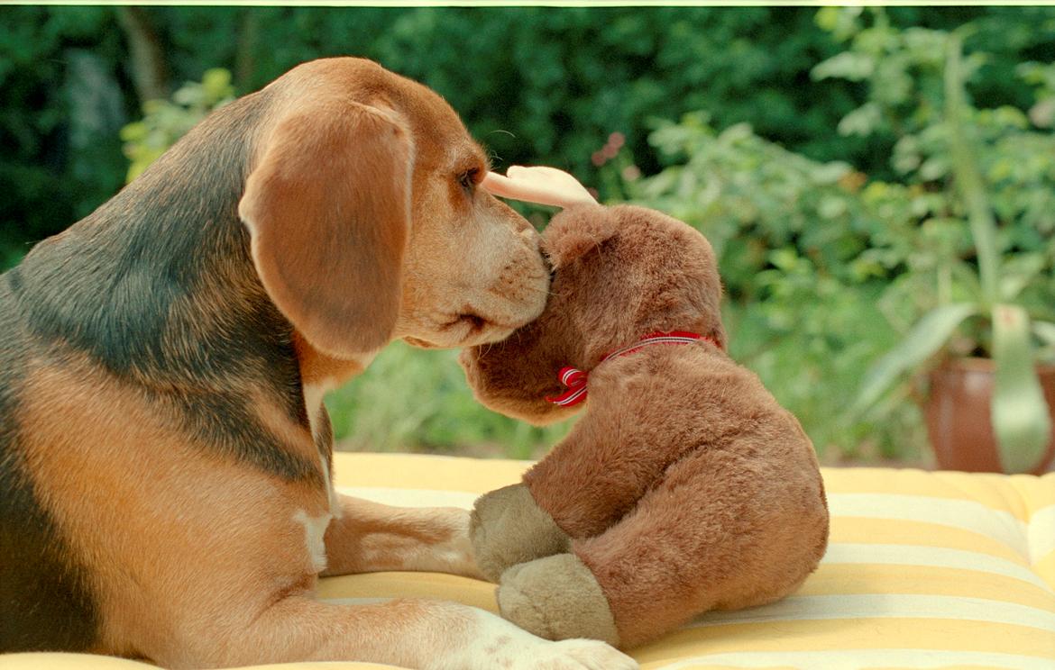 Beagle Famous Joker Never Say Never billede 6