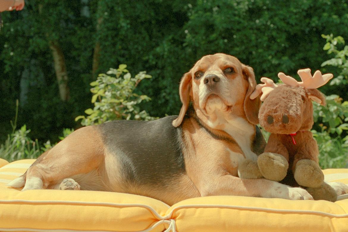 Beagle Famous Joker Never Say Never billede 7