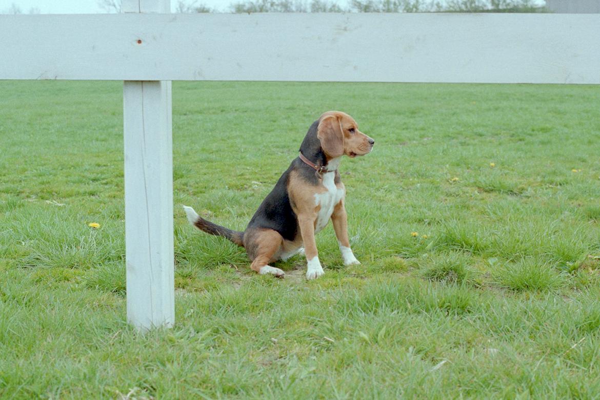 Beagle Famous Joker Never Say Never billede 8