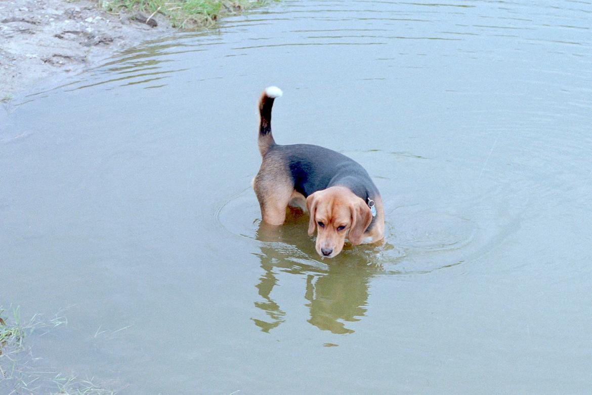 Beagle Famous Joker Never Say Never billede 9