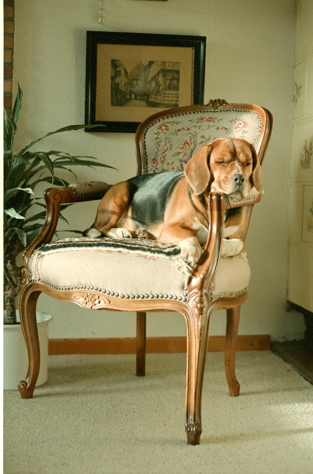 Beagle Famous Joker Never Say Never billede 10