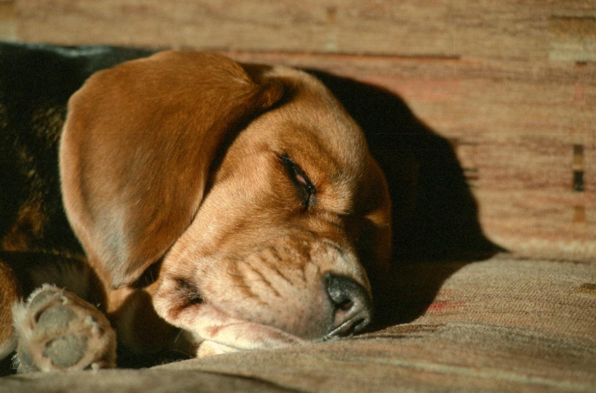 Beagle Famous Joker Never Say Never billede 11