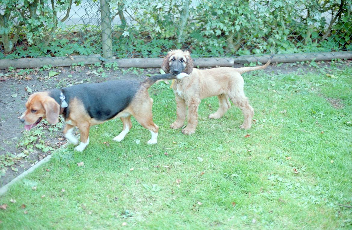 Beagle Famous Joker Never Say Never billede 12