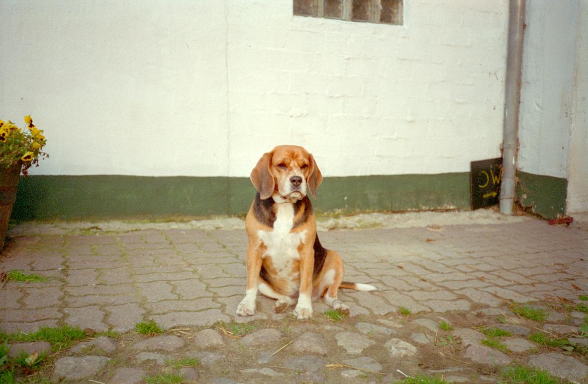 Beagle Famous Joker Never Say Never billede 13