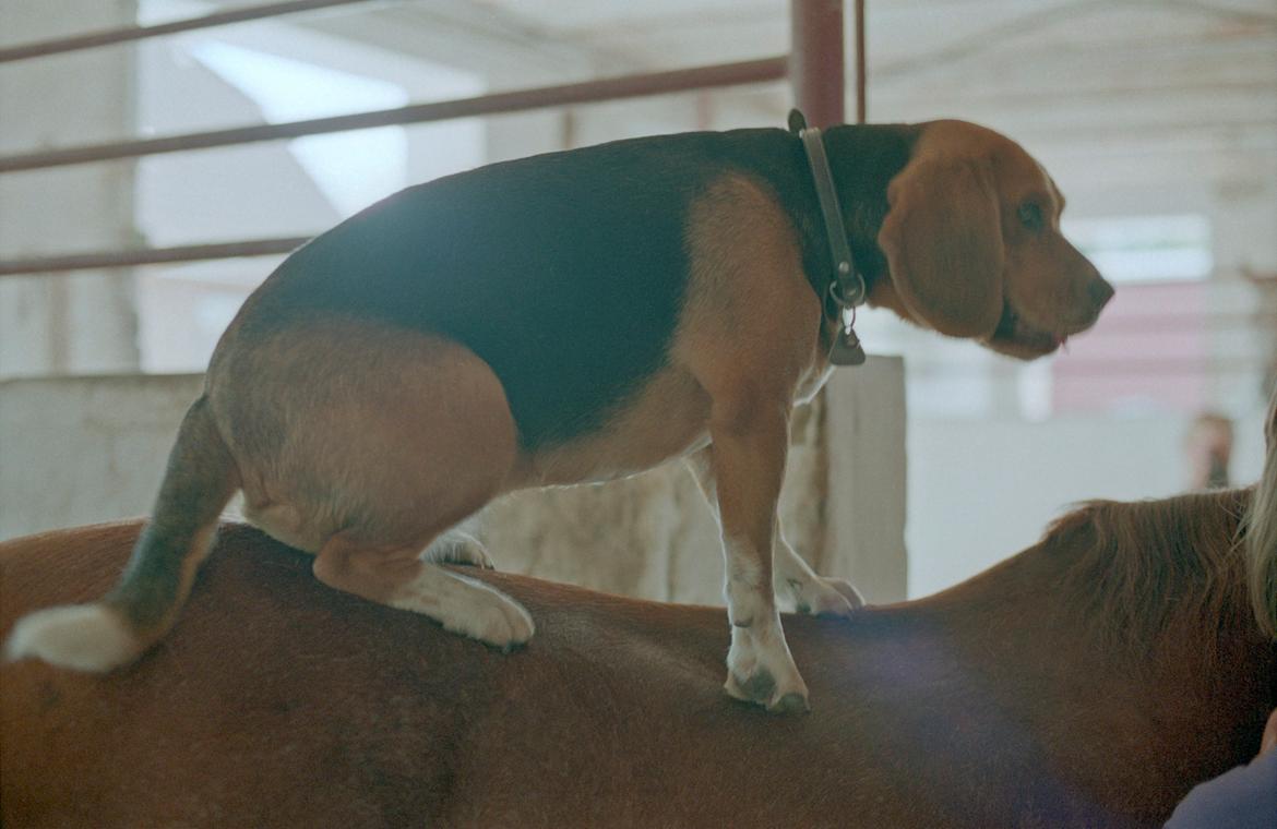 Beagle Famous Joker Never Say Never billede 14