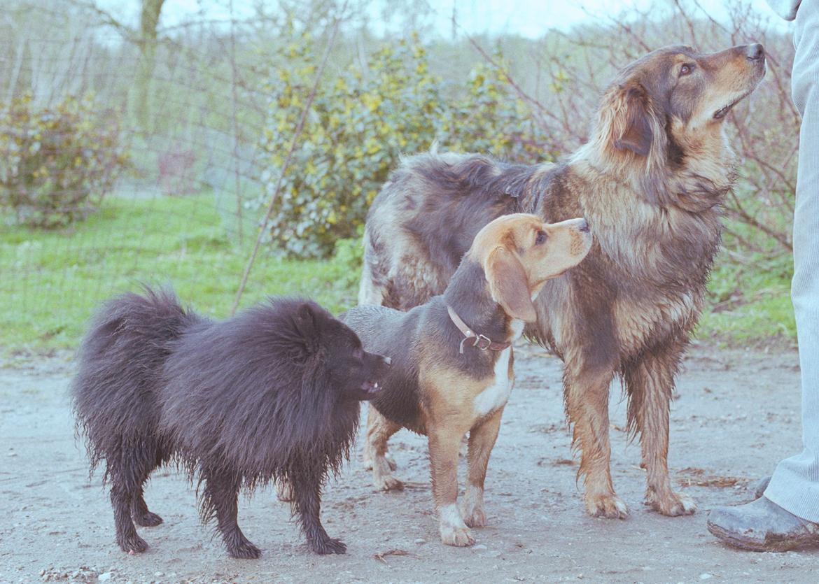 Beagle Famous Joker Never Say Never billede 15