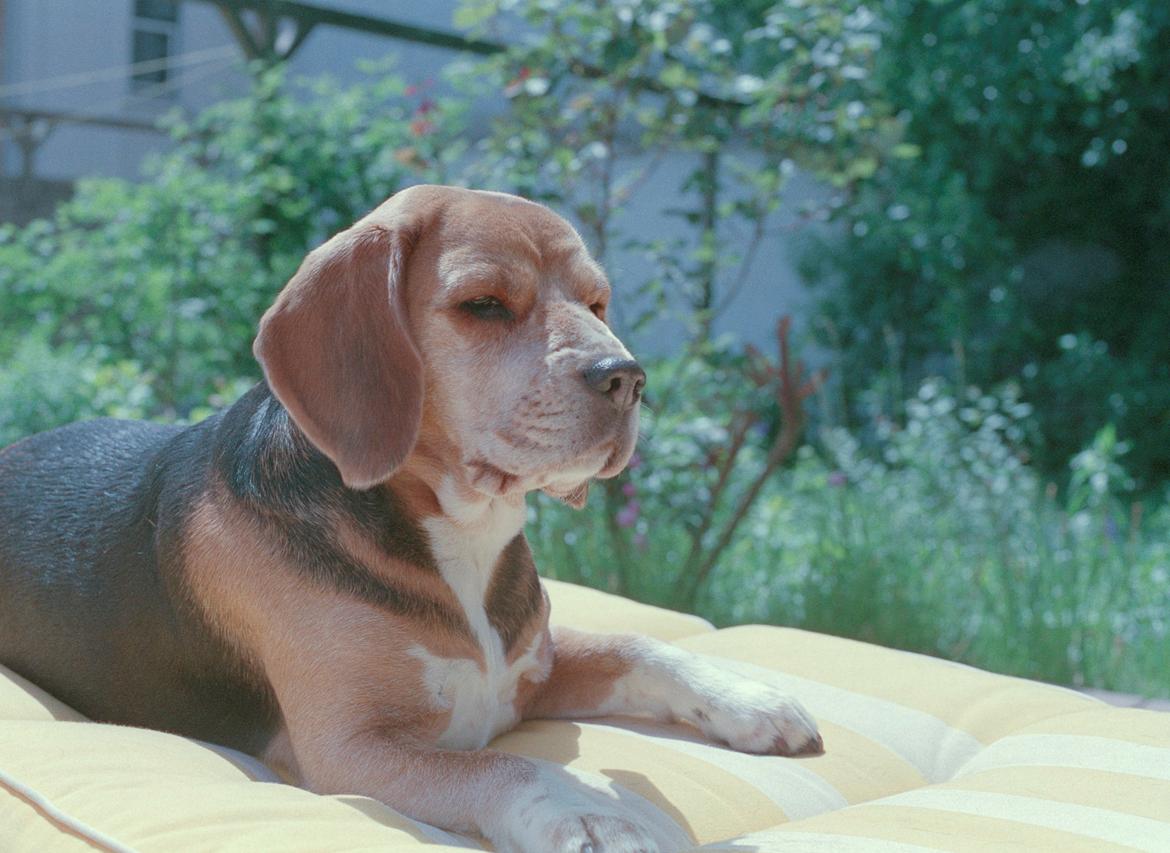 Beagle Famous Joker Never Say Never billede 16