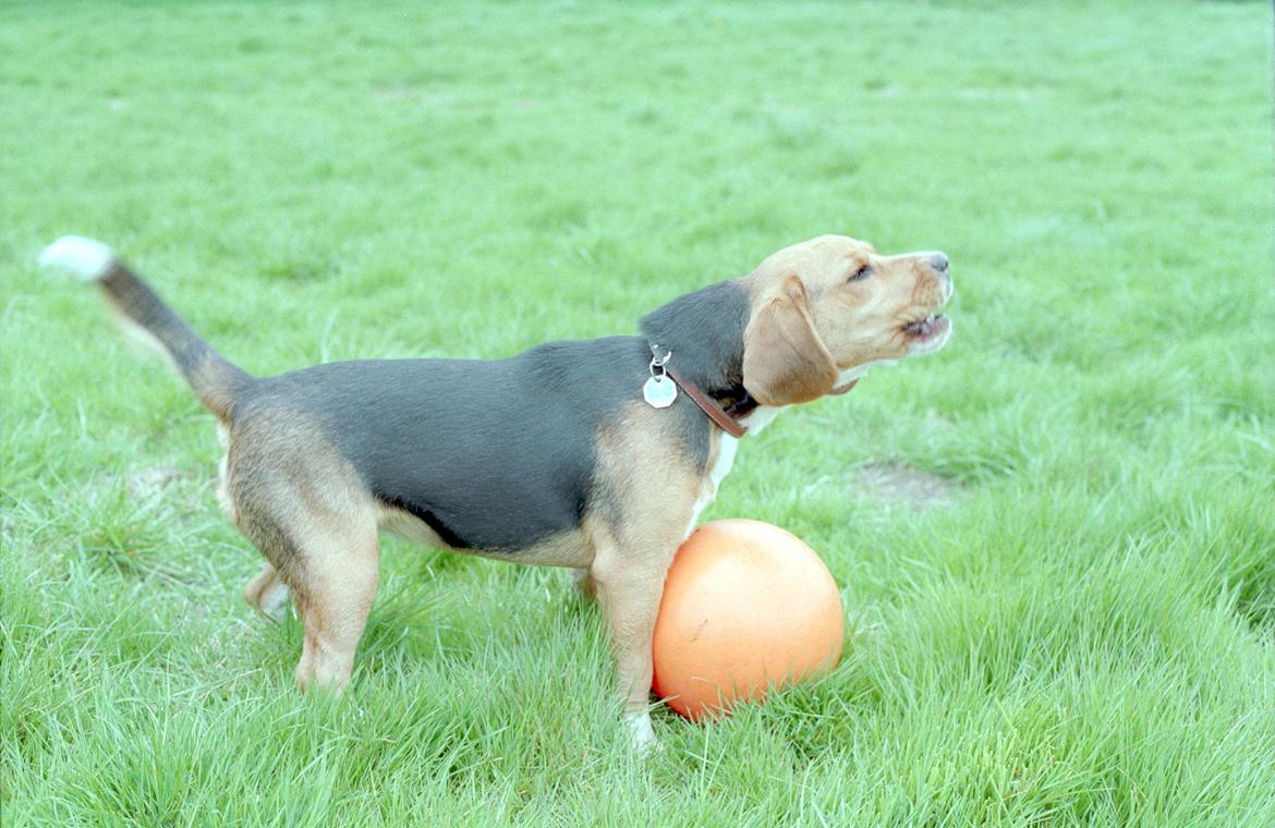 Beagle Famous Joker Never Say Never billede 17