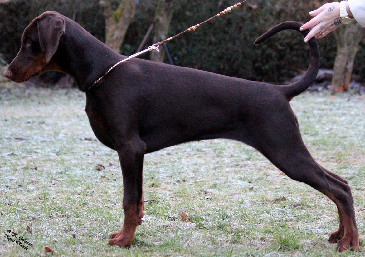 Dobermann Royal Danish Baronesse von Blixen billede 13