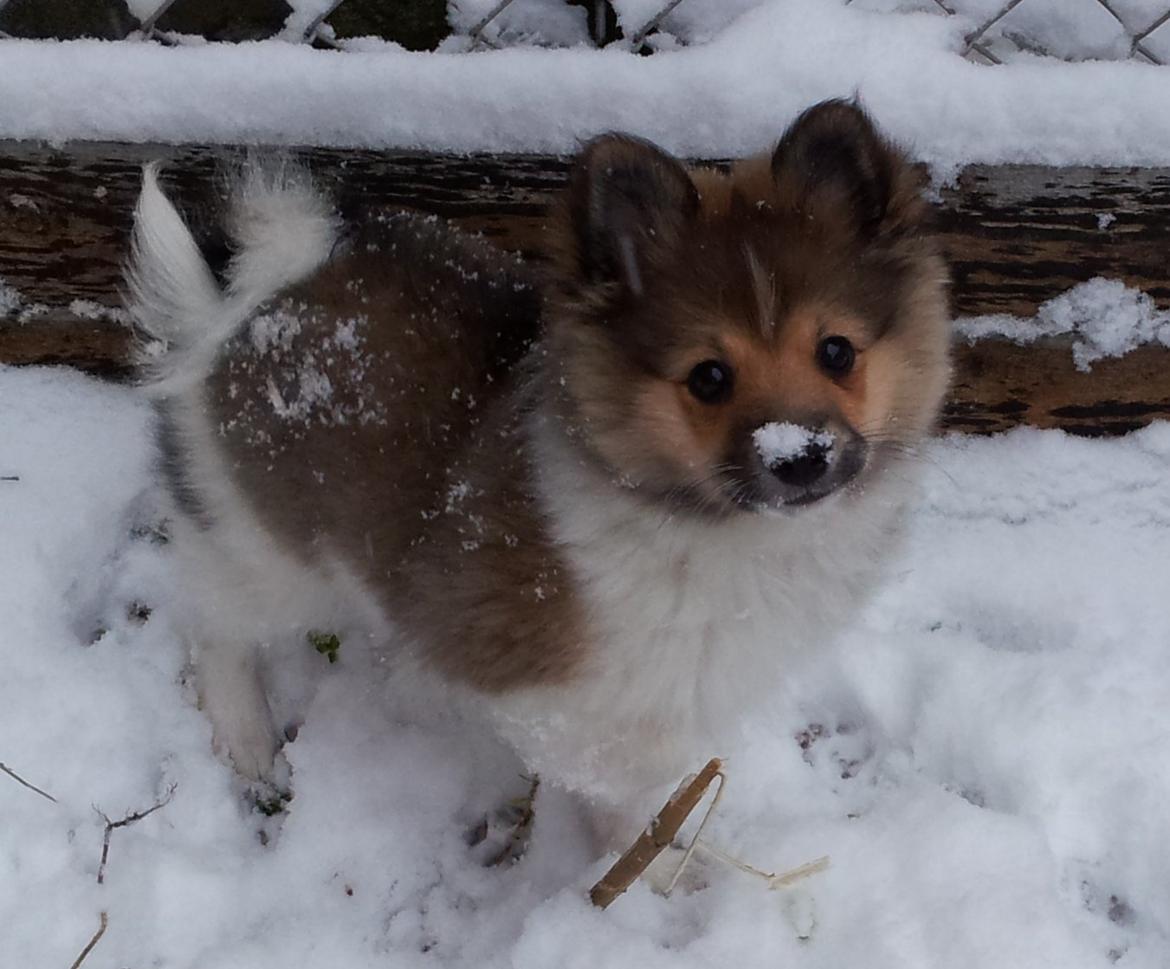 Volpino italiano Siva billede 1