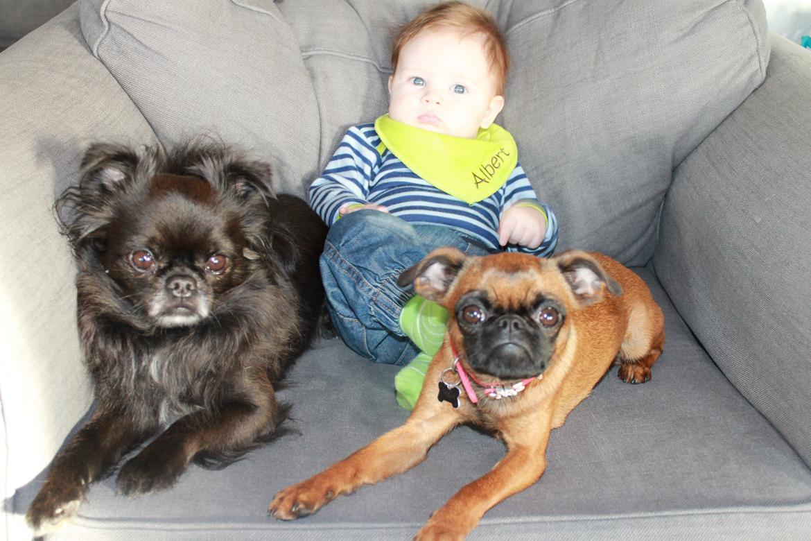Griffon petit brabancon Minni - den yngste i familien, vi er alle tre og os hans storebror rigtig gode venner. billede 3