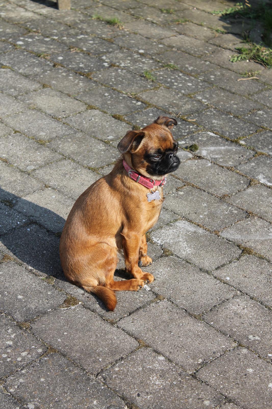 Griffon petit brabancon Minni billede 4