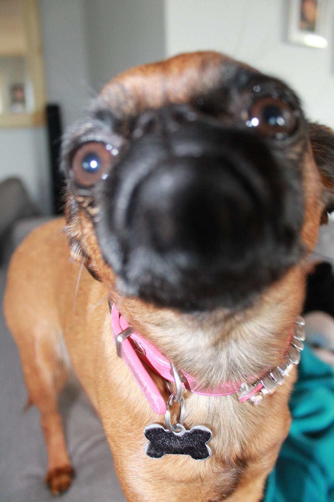 Griffon petit brabancon Minni - altså mor hvis du lige gad at flytte det der kamera så jeg kunne komme helt tæt på dig, som jeg bedst kan li... billede 1