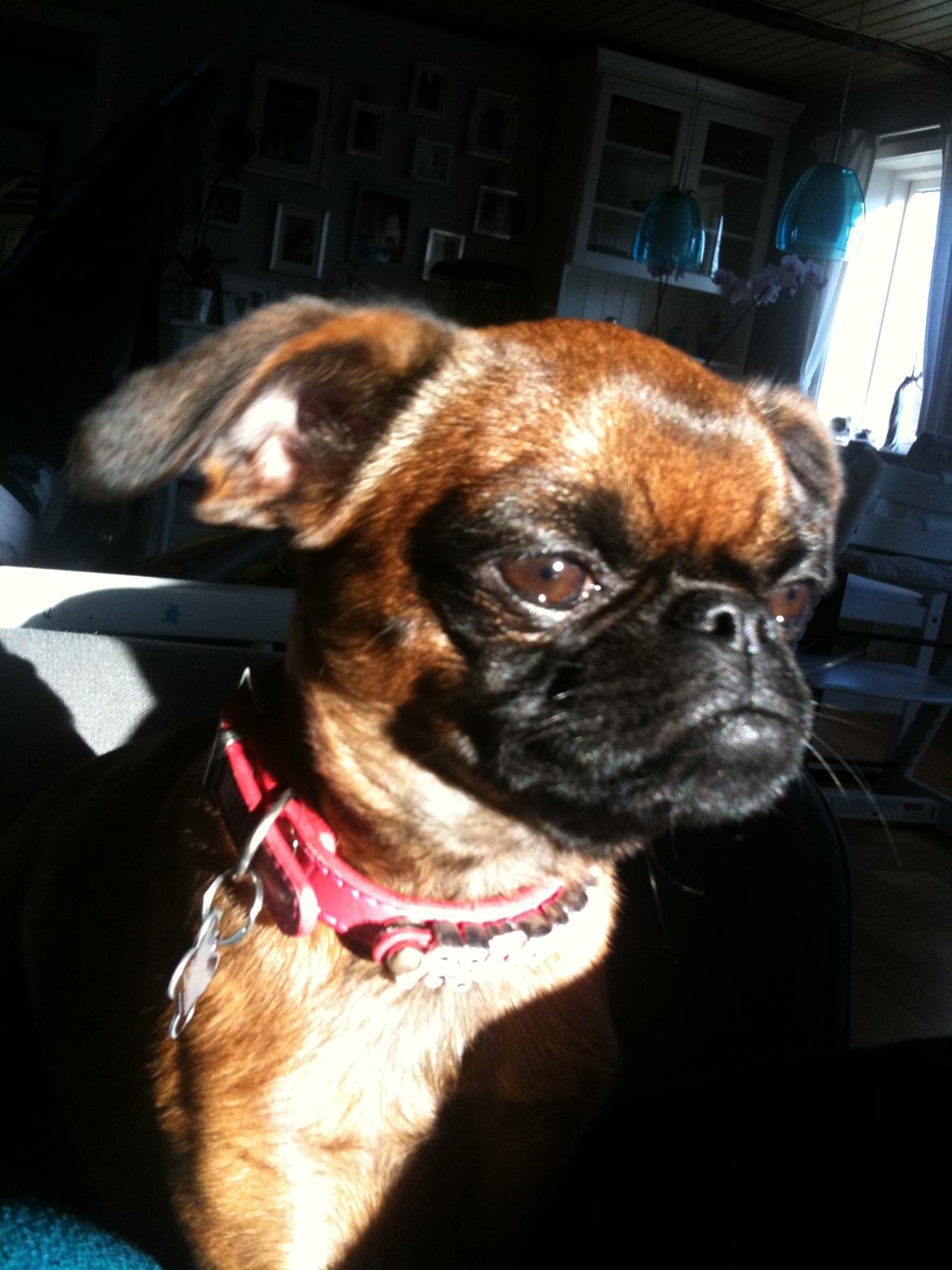 Griffon petit brabancon Minni billede 5