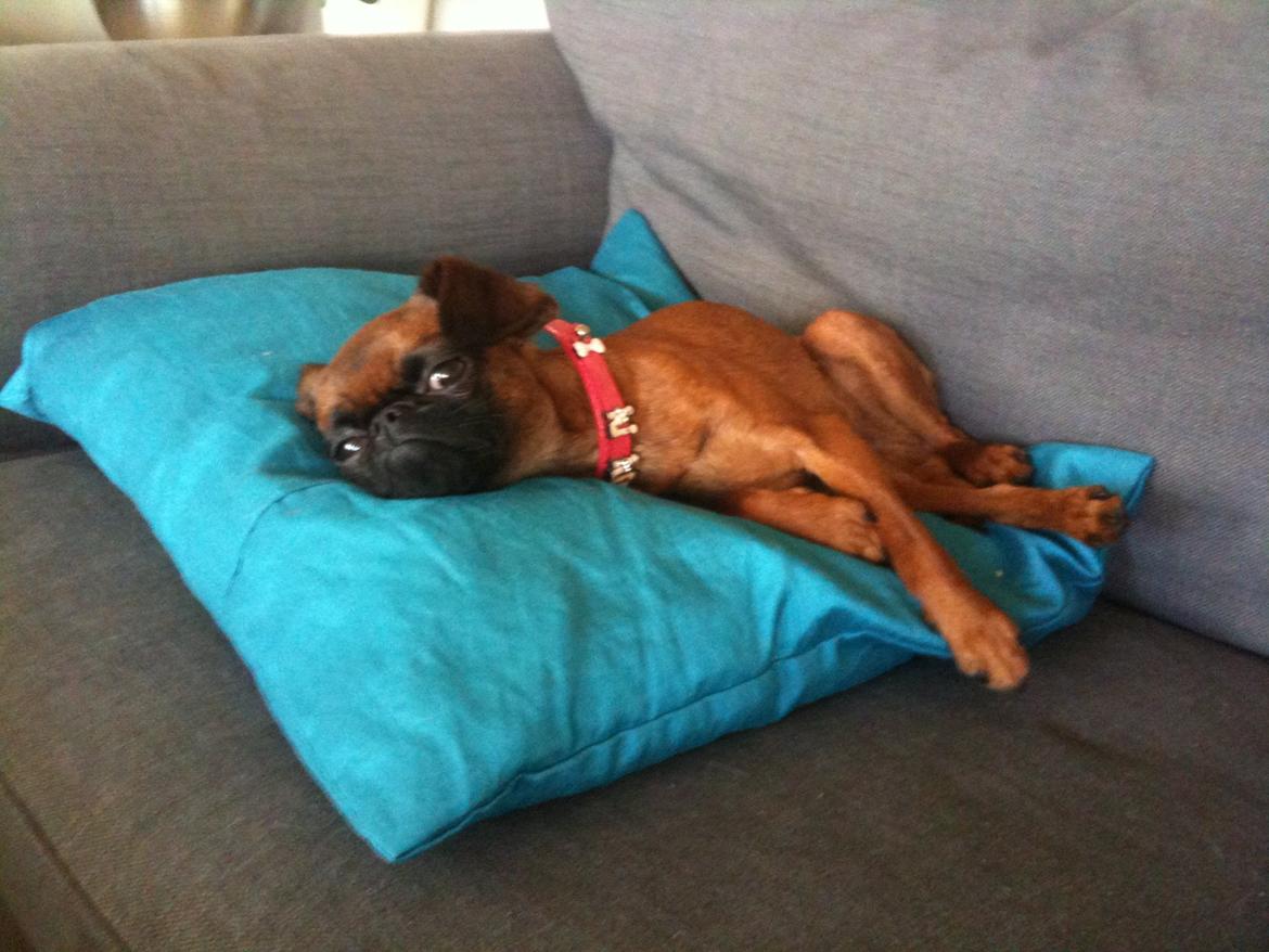 Griffon petit brabancon Minni - hmmm mun der er en lille ært under puden her...? billede 6