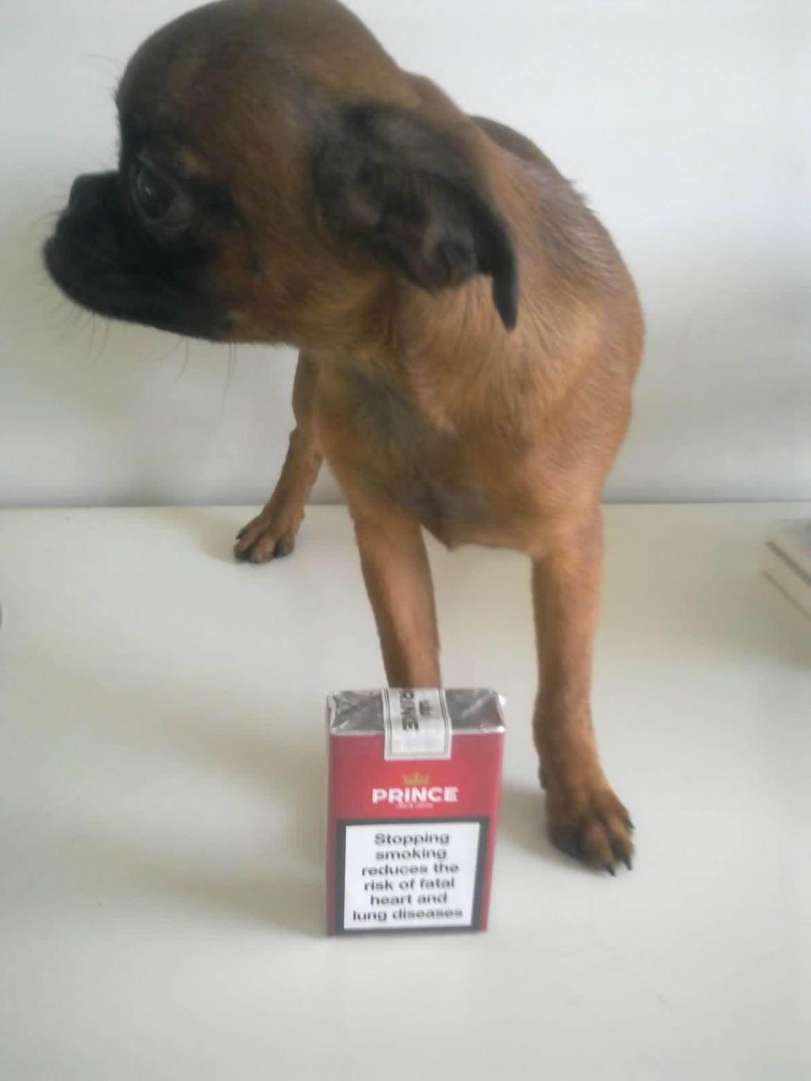 Griffon petit brabancon Minni - hmmm tror denne pakke er større end normalt..., for så lille kan jeg da umuligt være? billede 2