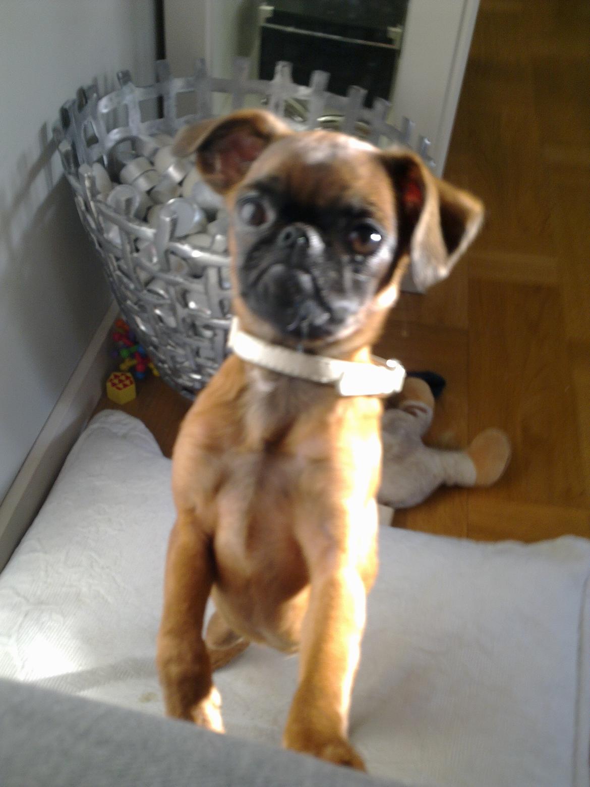 Griffon petit brabancon Minni billede 8