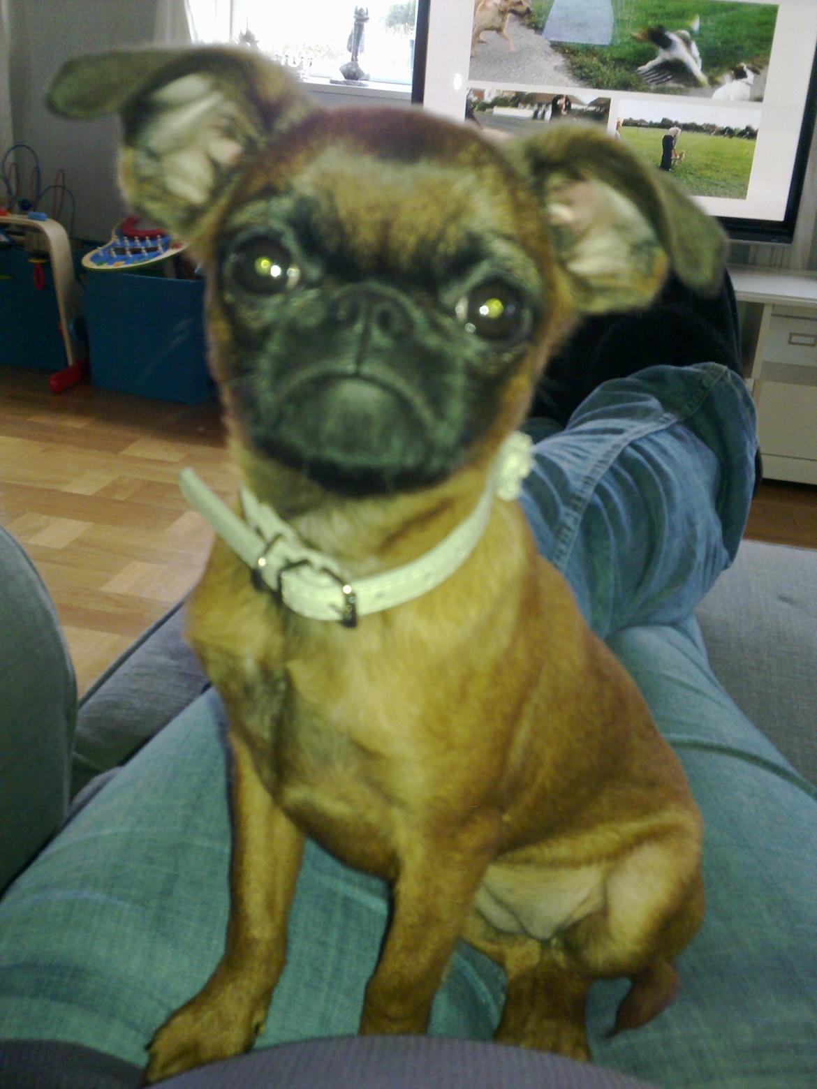 Griffon petit brabancon Minni billede 9