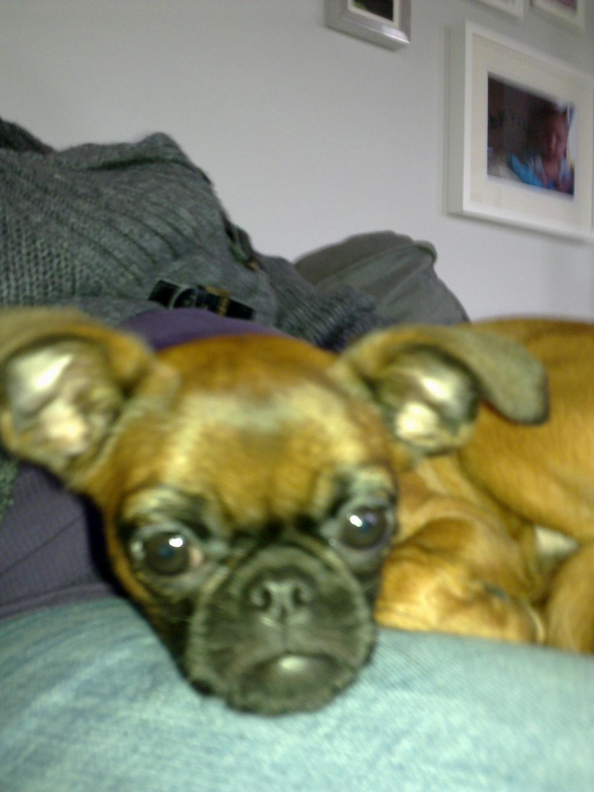 Griffon petit brabancon Minni billede 10