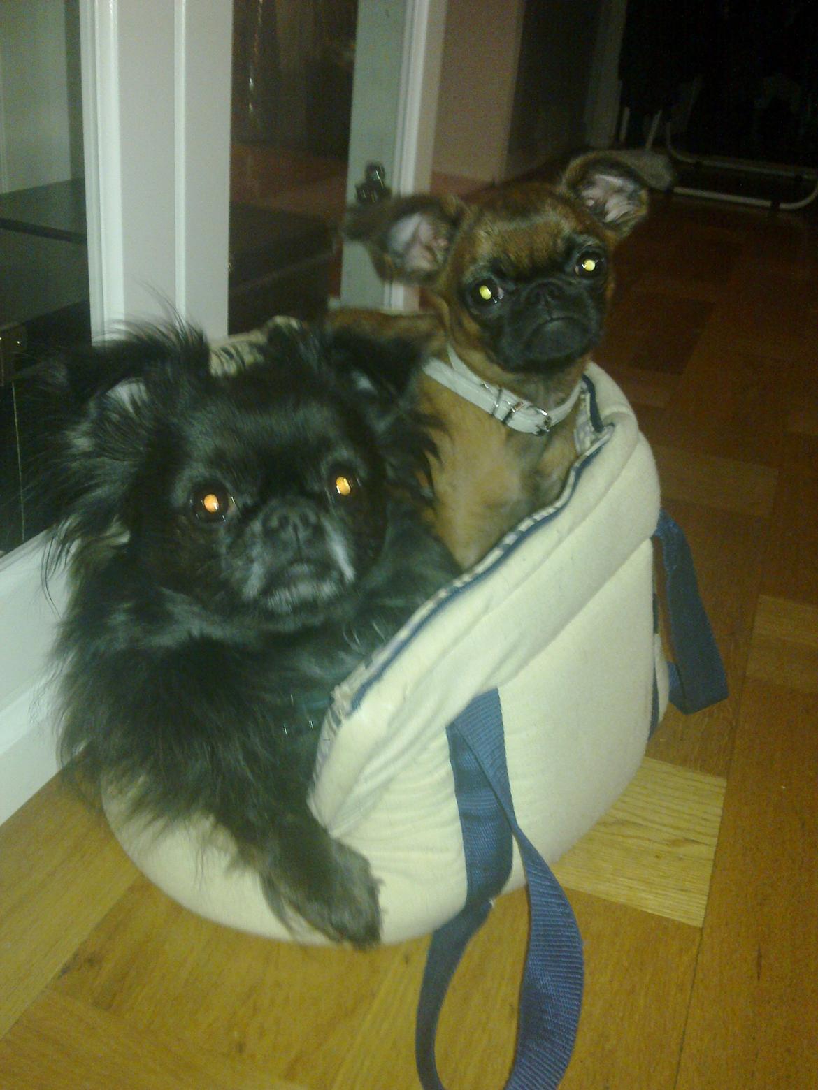 Griffon petit brabancon Minni - jooo her var da lige plads til to... billede 12