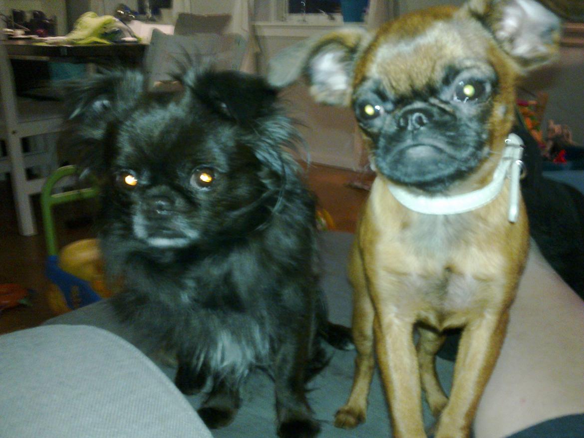 Griffon petit brabancon Minni - min sambo/bror/kæreste Marlin vi elsker bare hinanden! billede 11