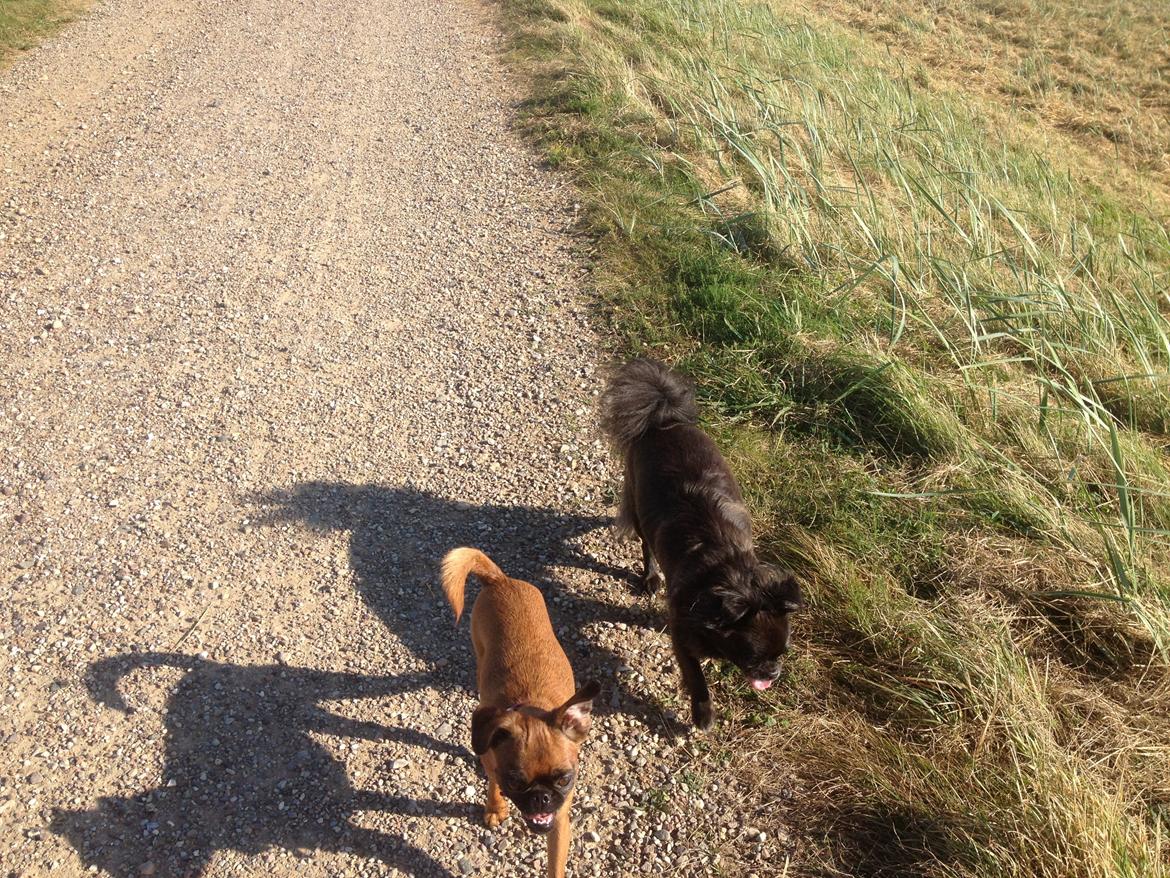 Griffon petit brabancon Minni - pyyy nu har vi snart gået nok ikk? billede 13