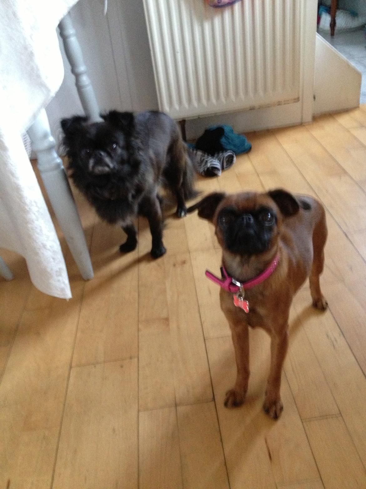 Griffon petit brabancon Minni billede 14