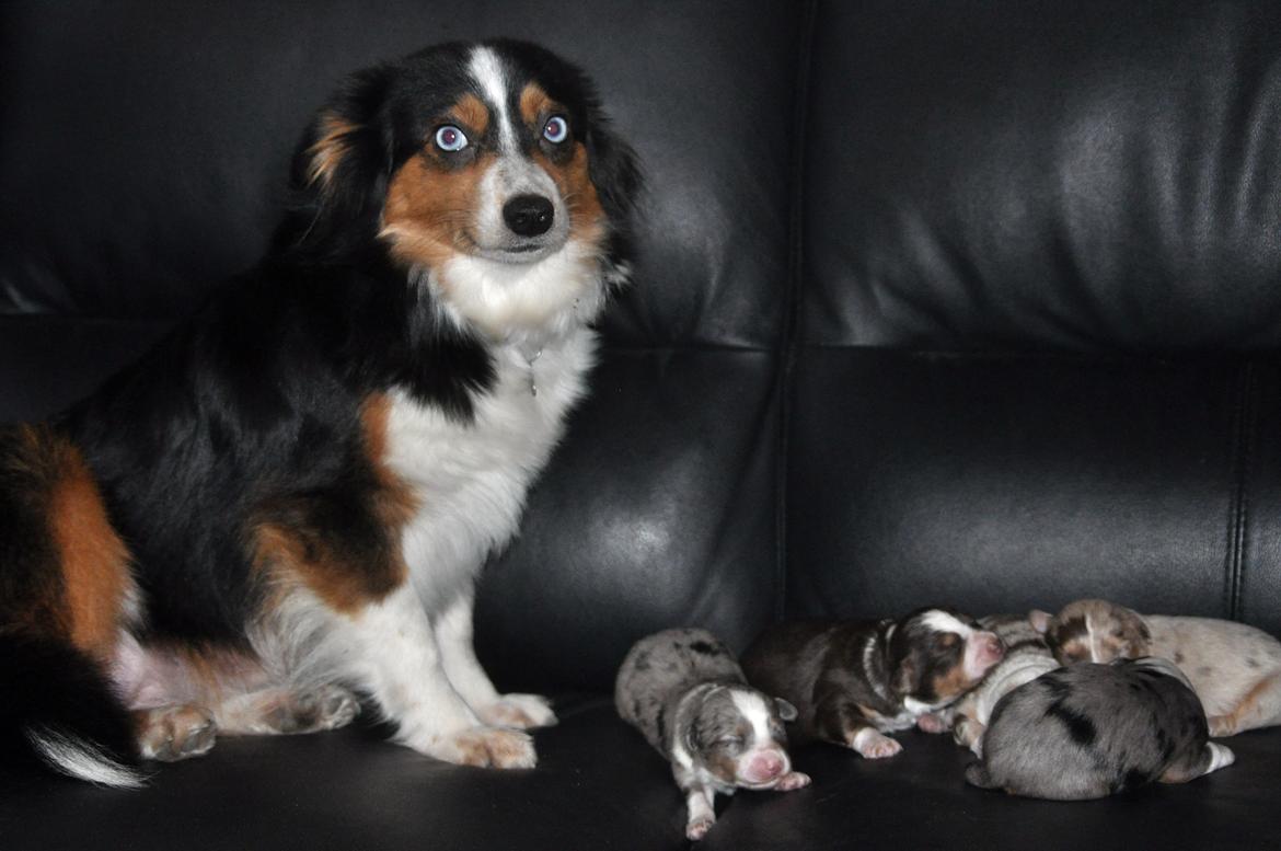 Miniature Australian Shepherd Heartbreakers Blackie billede 1