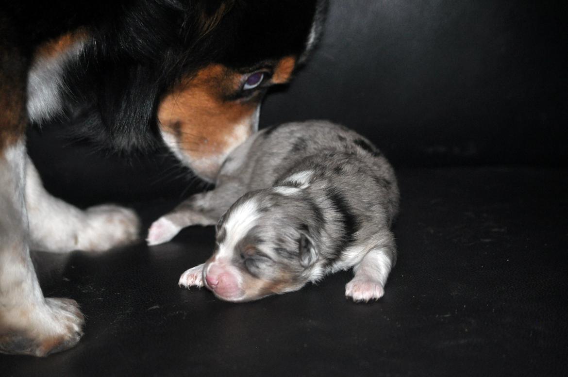 Miniature Australian Shepherd Heartbreakers Blackie billede 3