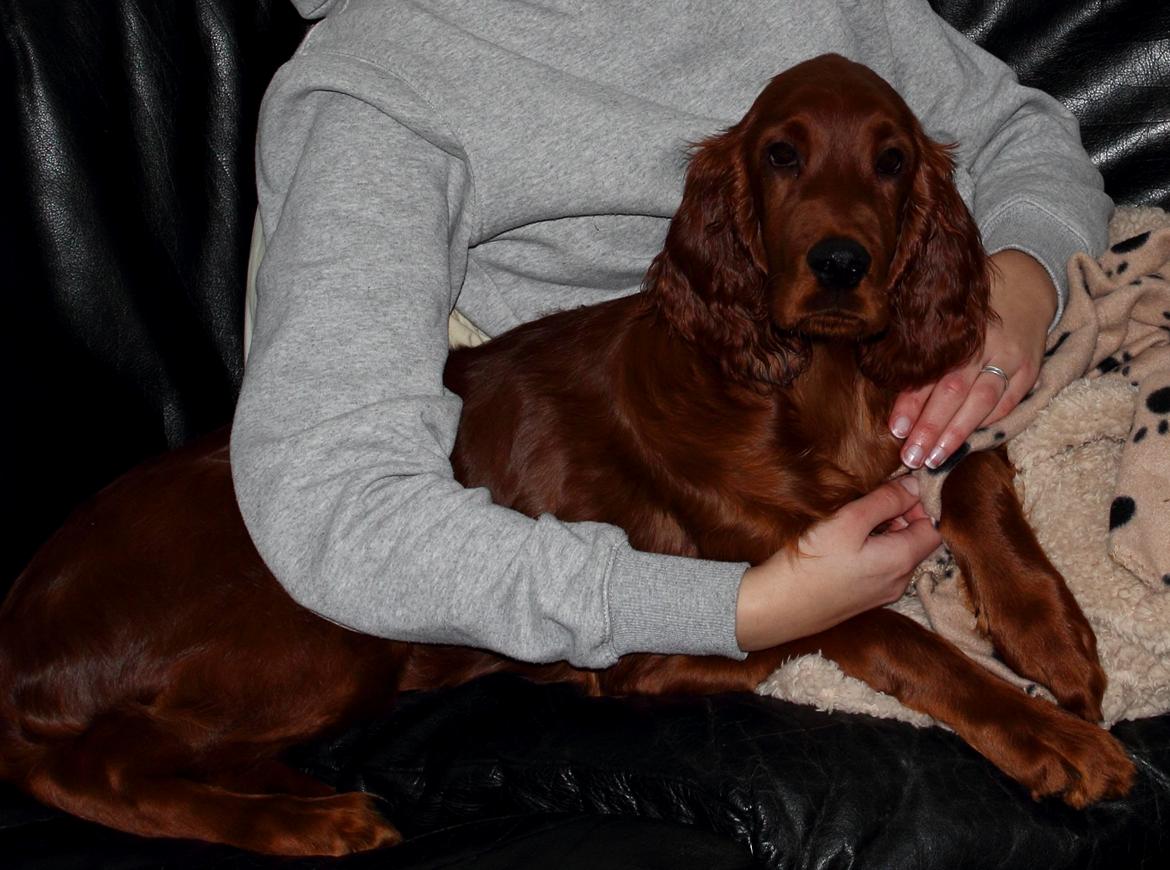 Irsk setter Cody R.F.S (run free sweetheart)  billede 13