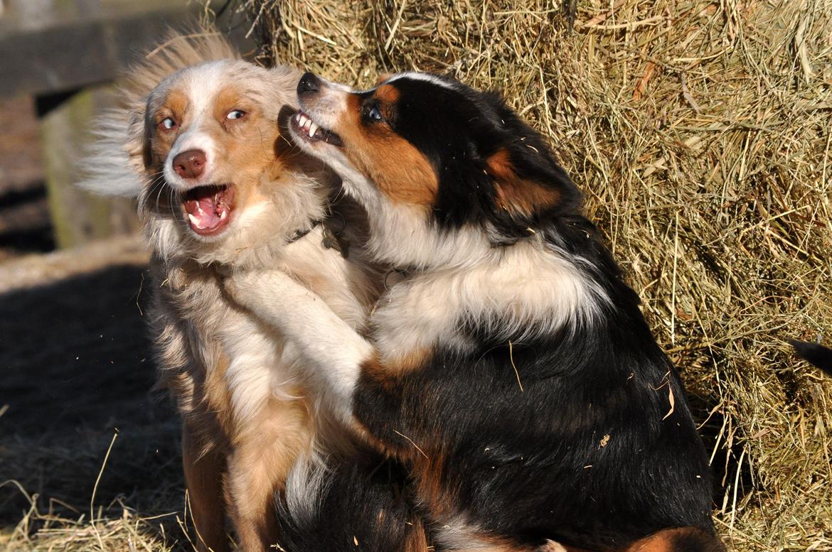 Miniature Australian Shepherd Heartbreakers Blackie billede 4