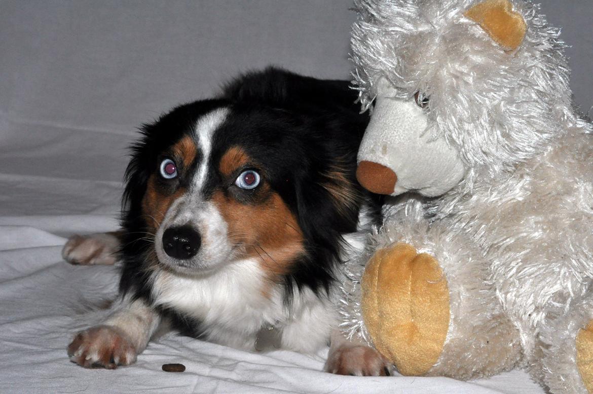 Miniature Australian Shepherd Heartbreakers Blackie billede 2