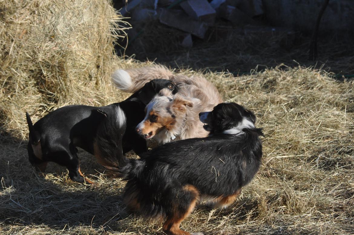Miniature Australian Shepherd Heartbreakers Blackie billede 6