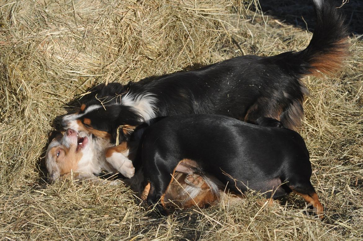 Miniature Australian Shepherd Heartbreakers Blackie billede 7