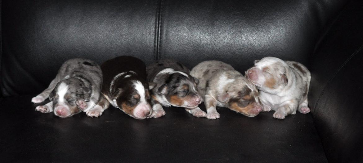 Miniature Australian Shepherd Blue billede 18