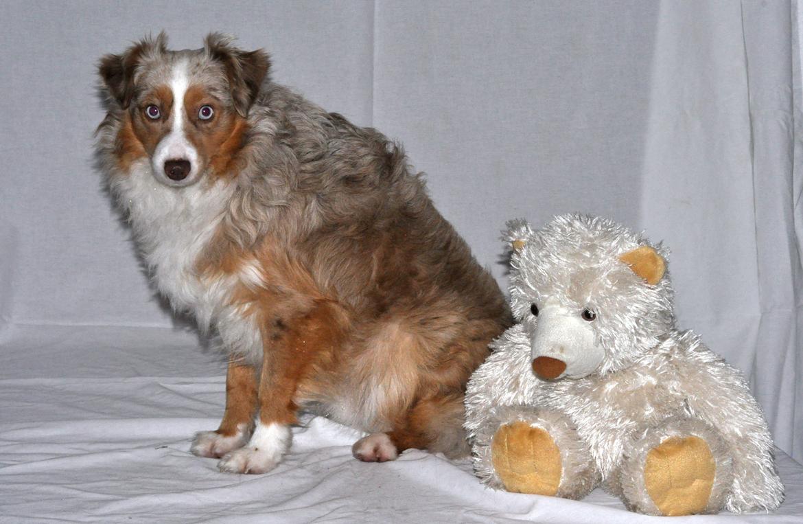 Miniature Australian Shepherd Blue billede 19