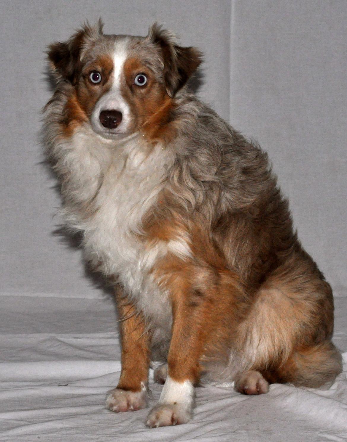Miniature Australian Shepherd Blue billede 20