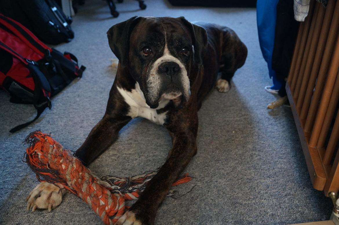 Boxer Rysse (Ikke mere min) billede 1