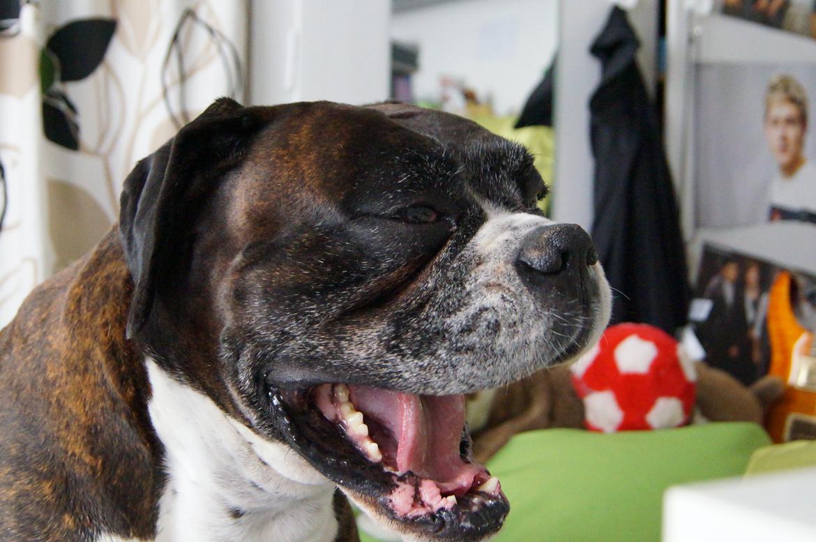 Boxer Rysse (Ikke mere min) billede 2