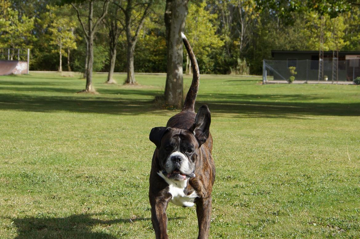 Boxer Rysse (Ikke mere min) billede 3